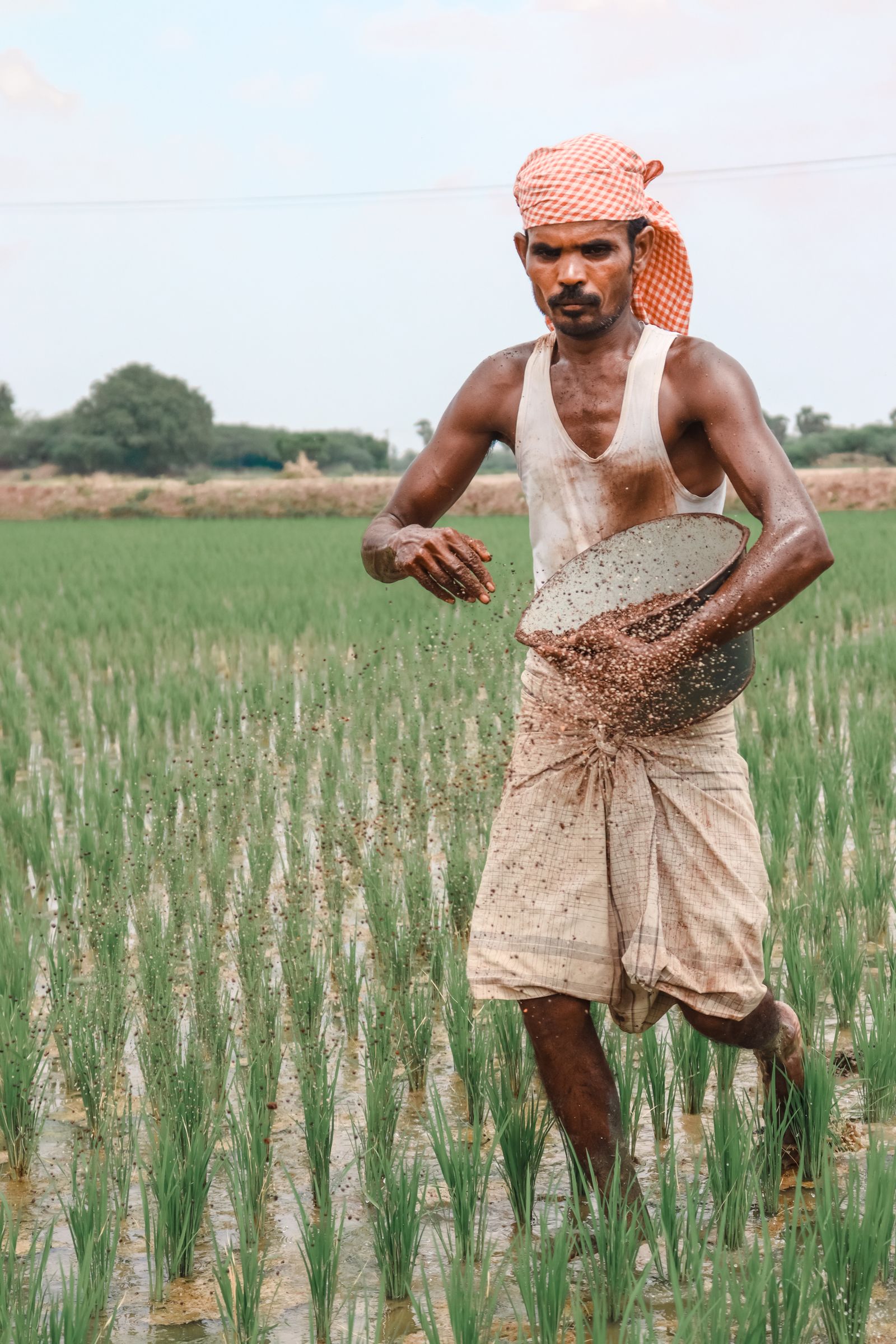 Farmer sowing seeds