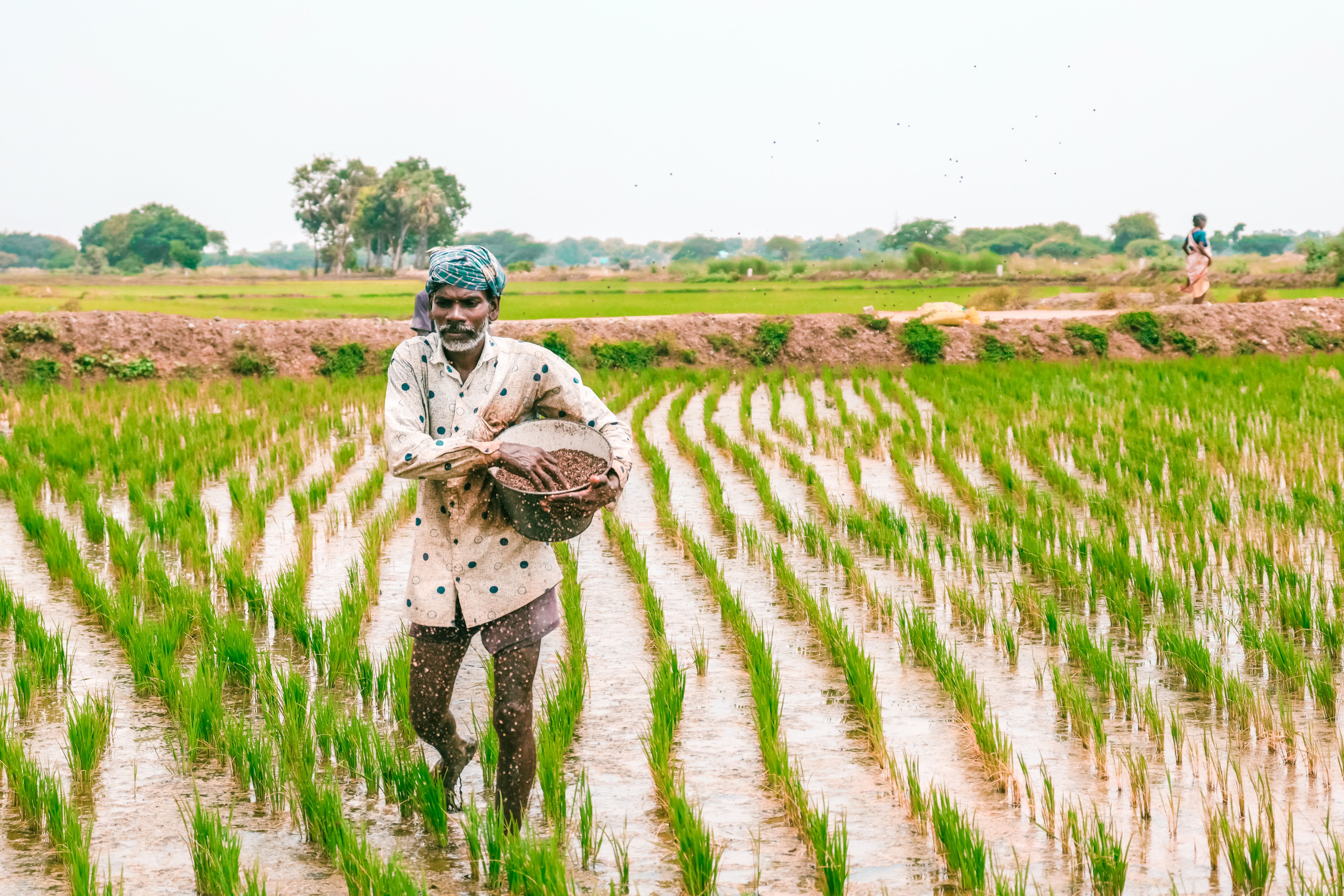 A farmer working in a flooded rice field in South India, ankle-deep in wet soil