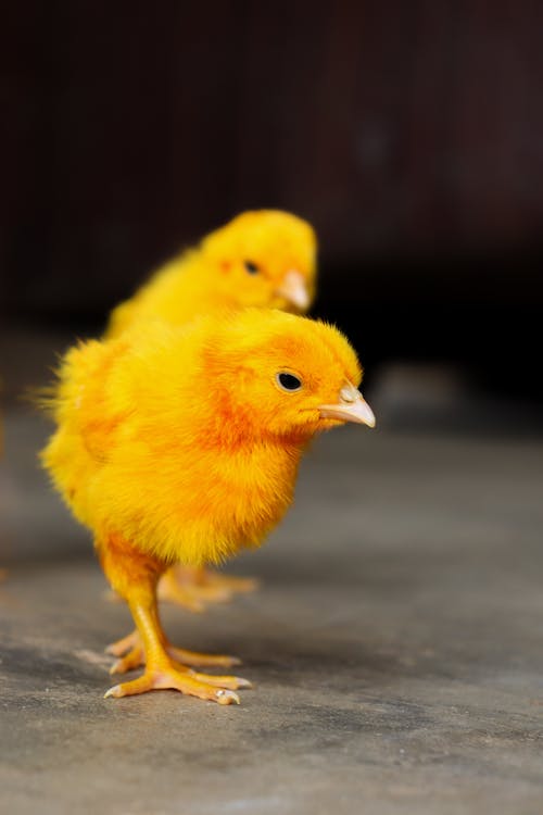 Kostenloses Stock Foto zu feder, gelb, hühner