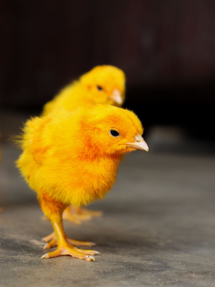 Fluffy yellow day-old chicks standing close together