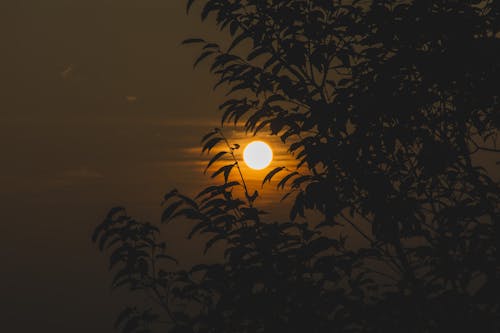 Sun behind Trees