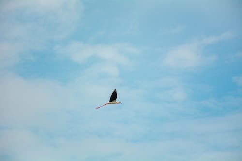 Stork Flying in the Blue Sky