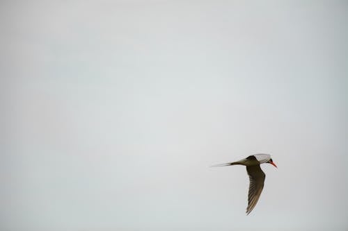 Beautiful Tern Bird flying