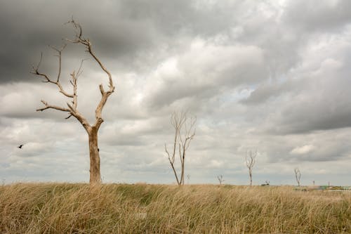 平野, 木, 自然の無料の写真素材