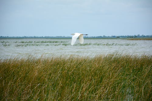 White Bird Flying over Grass Fields
