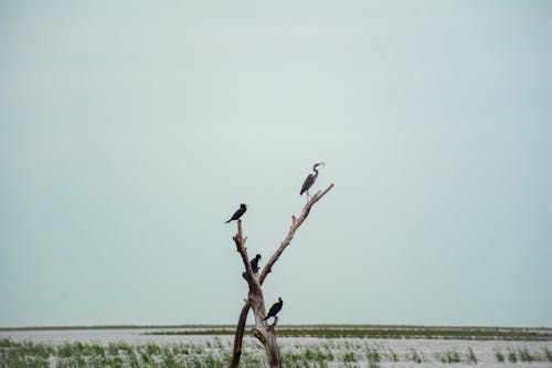 Herons in Wetland