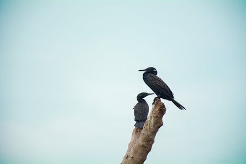 Photos gratuites de bleu pastel, bois, cormorans indiens