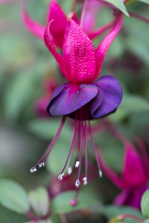 Tropical Pink Flower in a Garden