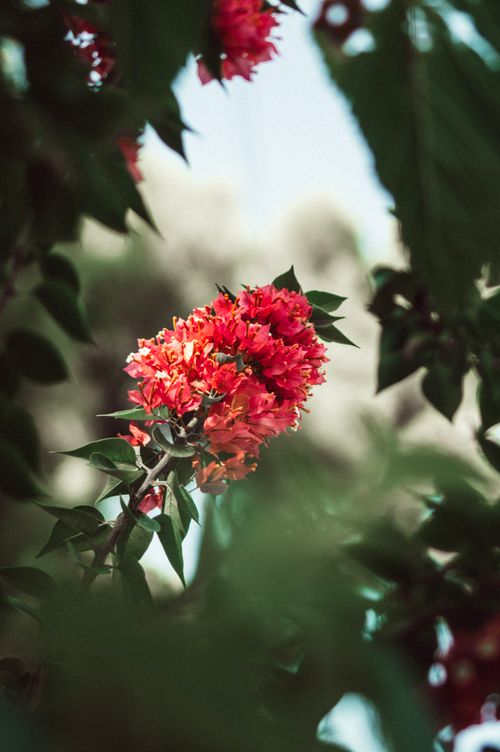 Free Close-up of vibrant red bougainvillea blossoms surrounded by lush green foliage in soft daylight. Stock Photo