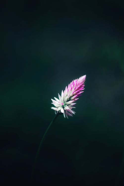Delicate Blooming Flower