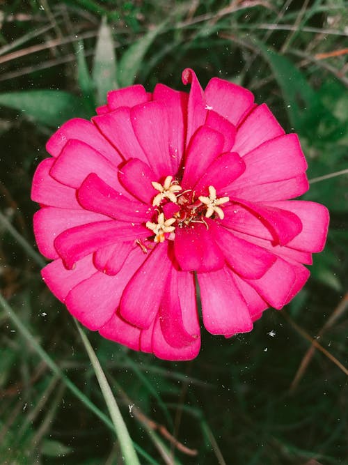 Kostnadsfri bild av blomma, dekoration, flora