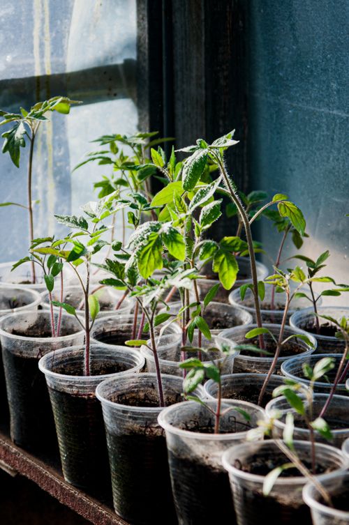 Free Young tomato seedlings thrive indoors in recycled plastic cups, showcasing sustainable gardening. Stock Photo