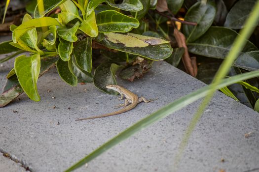 lizard photo