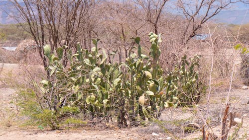 Cactus