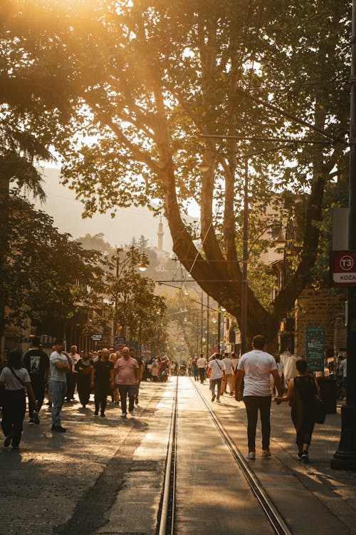 Photos gratuites de arbres, avenue, citadin