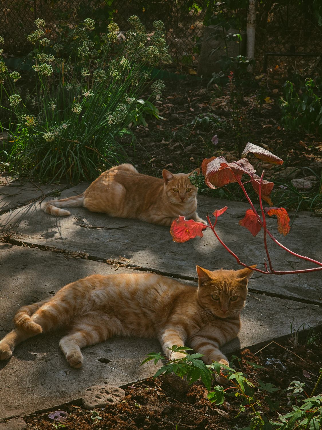 Two Cats Lying on the Ground · Free Stock Photo
