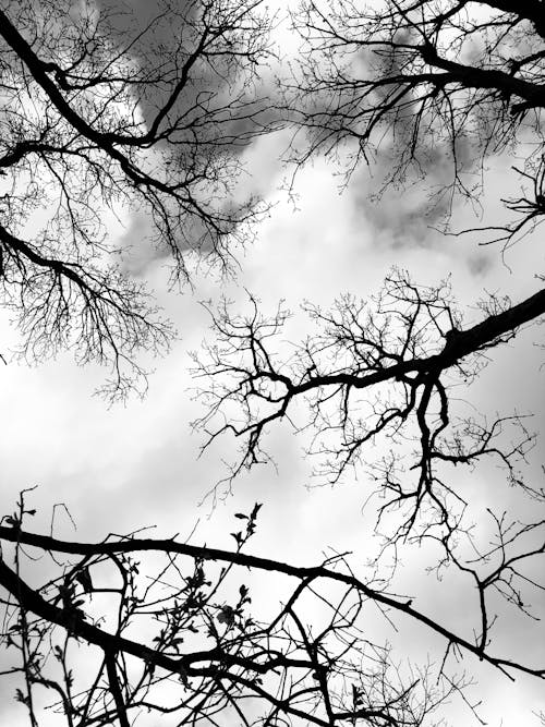 Black and White Photo of Leafless Branches 