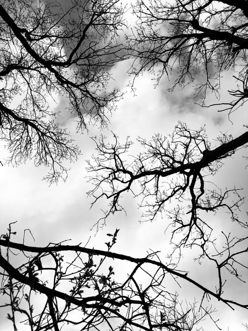 Free Monochrome view of bare branches reaching into a cloudy sky in Hero, Iraq. Stock Photo