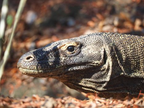 Komodo dragons with a ranger — Komodo Islands
