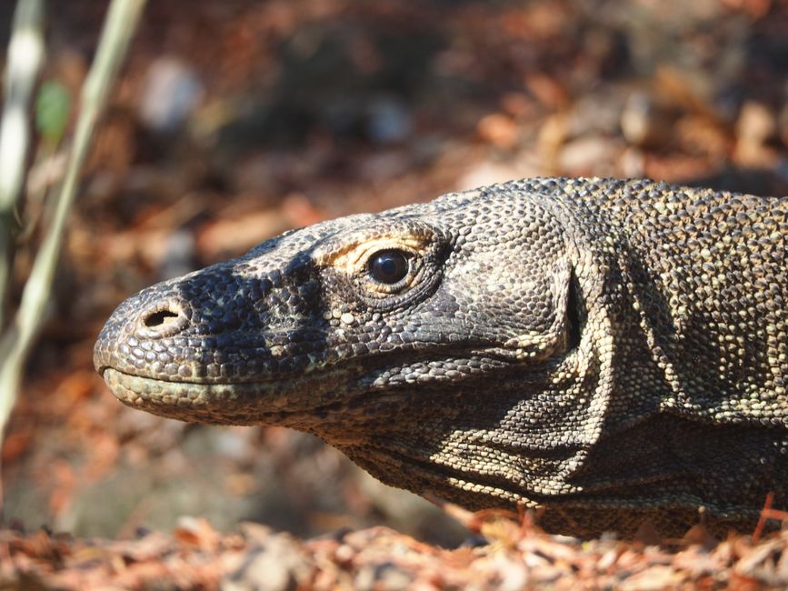 A detailed close-up of a Komodo dragon in its natural habitat, showcasing its textured scales.