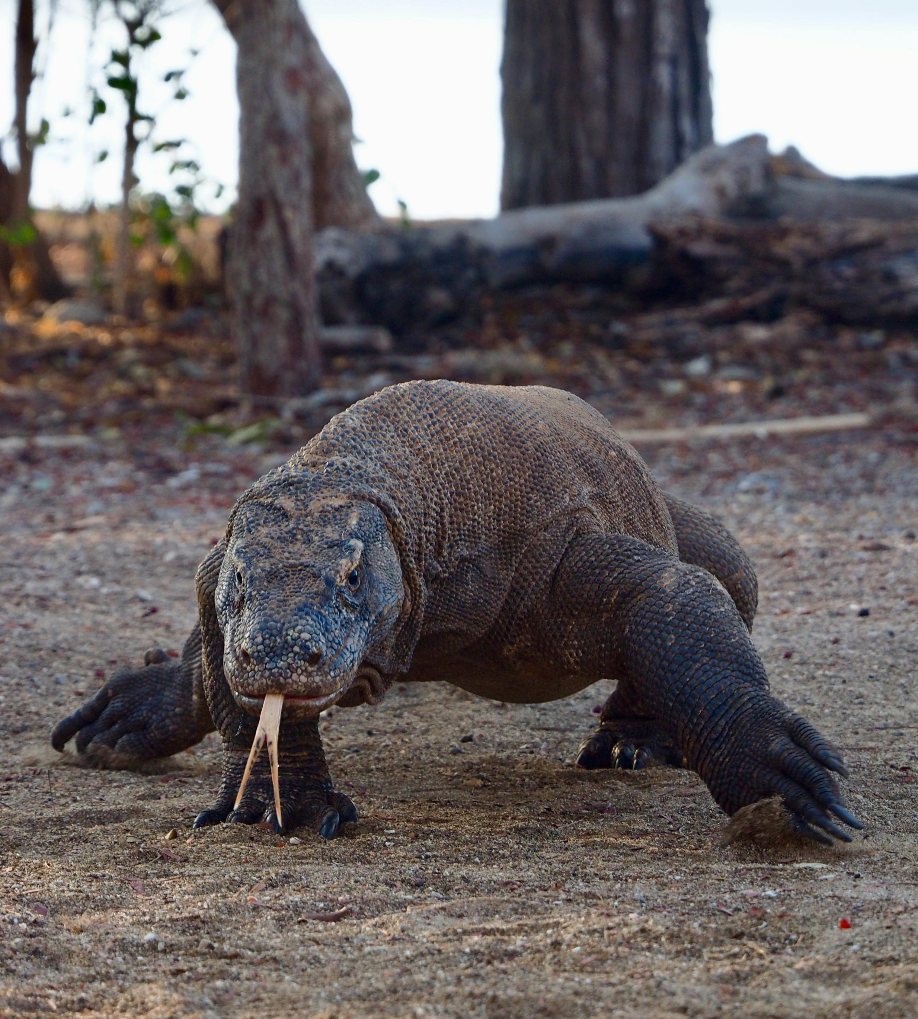 Meanwhile, a close-up Komodo dragon crawls across dry sandy ground, with its forked tongue out and rugged scales sharply visible against a blurred forest background. join Komodo National Park in One Day.