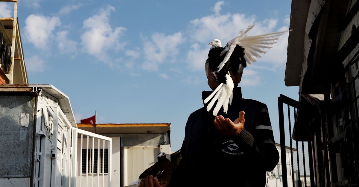 The Rent for a Dream: A Retired Sergeant’s Sanctuary for Forty Pigeons