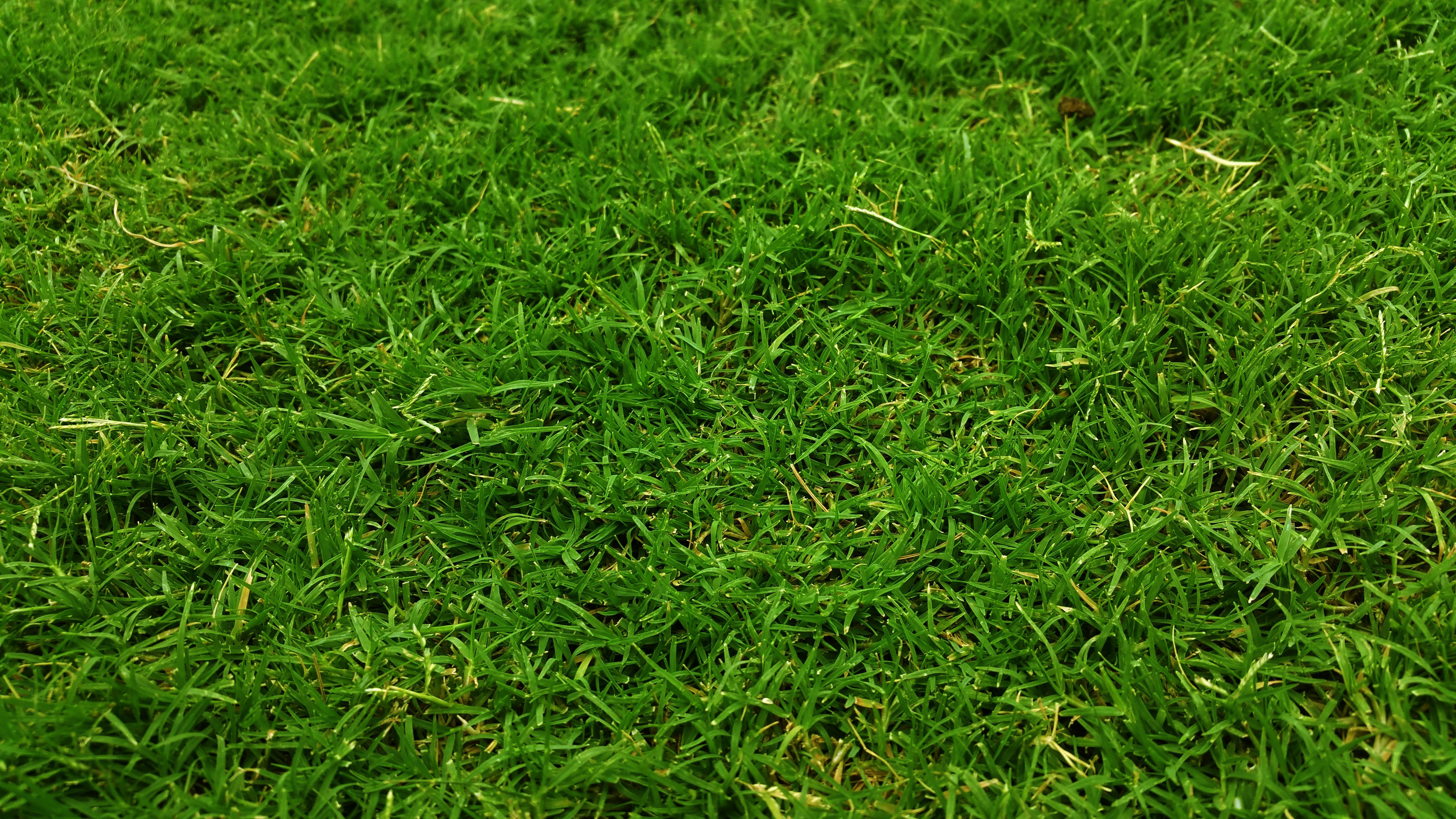 Grass Photos, Download The BEST Free Grass Stock Photos & HD Images