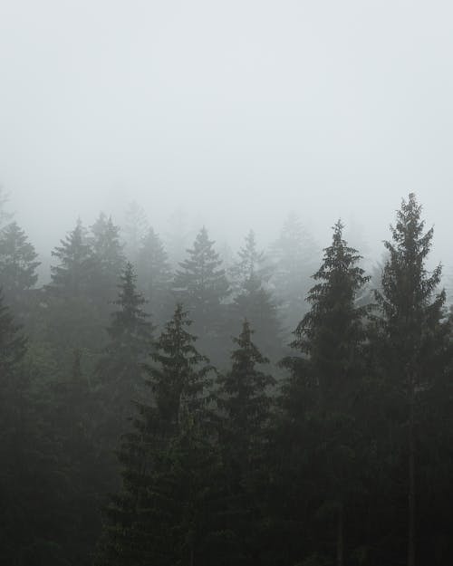 Conifer Forest in Fog