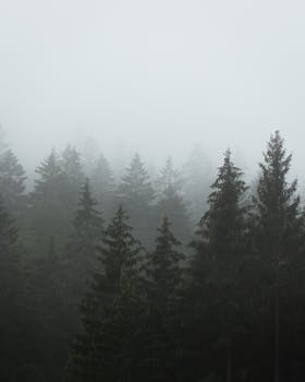 Serene view of a coniferous forest enveloped in dense mist during daylight.