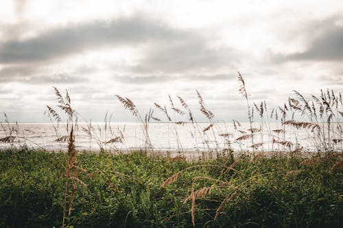 Grass Growing in Seaside