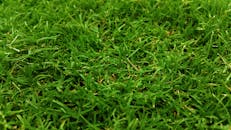 郁郁葱葱的绿草特写，是完美的自然背景