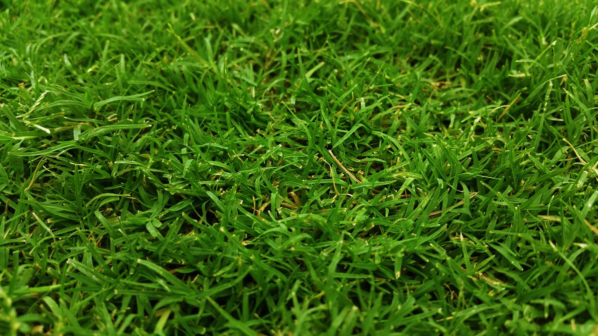 Close-up view of lush green grass, perfect for natural backgrounds.