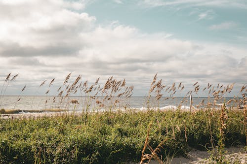 Shrubs Growing by Sea Shore