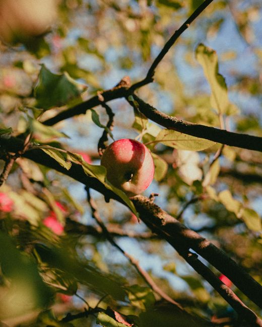 Close-up of a ripe apple hanging on a tree branch, bathed in soft autumn sunlight.