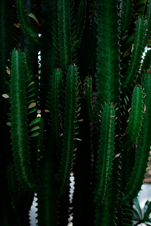 Free Detailed close-up of vibrant green cactus stems with a focus on their unique texture and pattern. Stock Photo