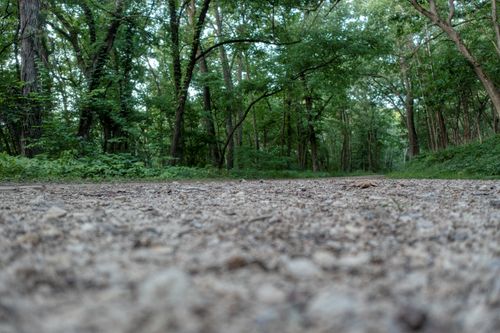 Free A tranquil forest path surrounded by vibrant green trees, perfect for nature walks. Stock Photo