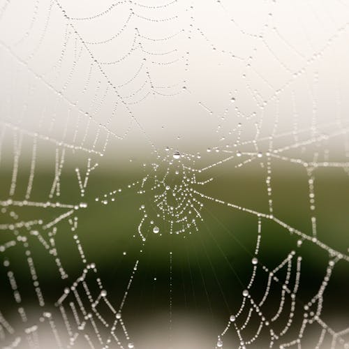 Základová fotografie zdarma na téma čtvercový formát, detail, mokrý