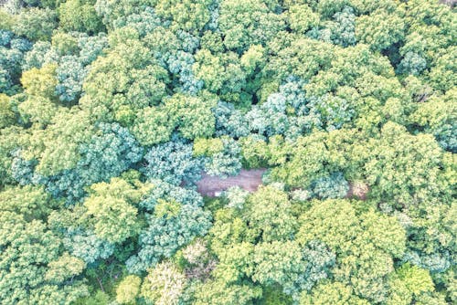 Kostnadsfri bild av drönarbilder, flora, Flygfotografering