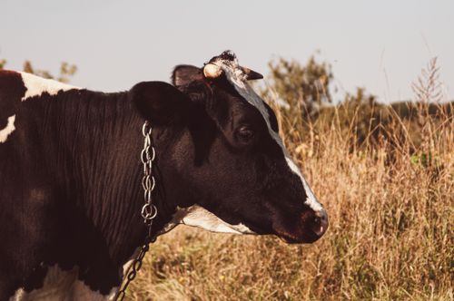 Free Close-up of a Holstein cow standing on a grassy field on a sunny day. Stock Photo