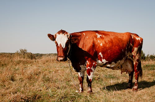 動物攝影, 吃草, 夏天 的 免费素材图片