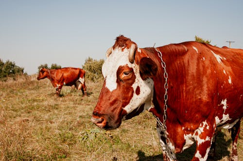 動物攝影, 吃草, 奶牛 的 免費圖庫相片