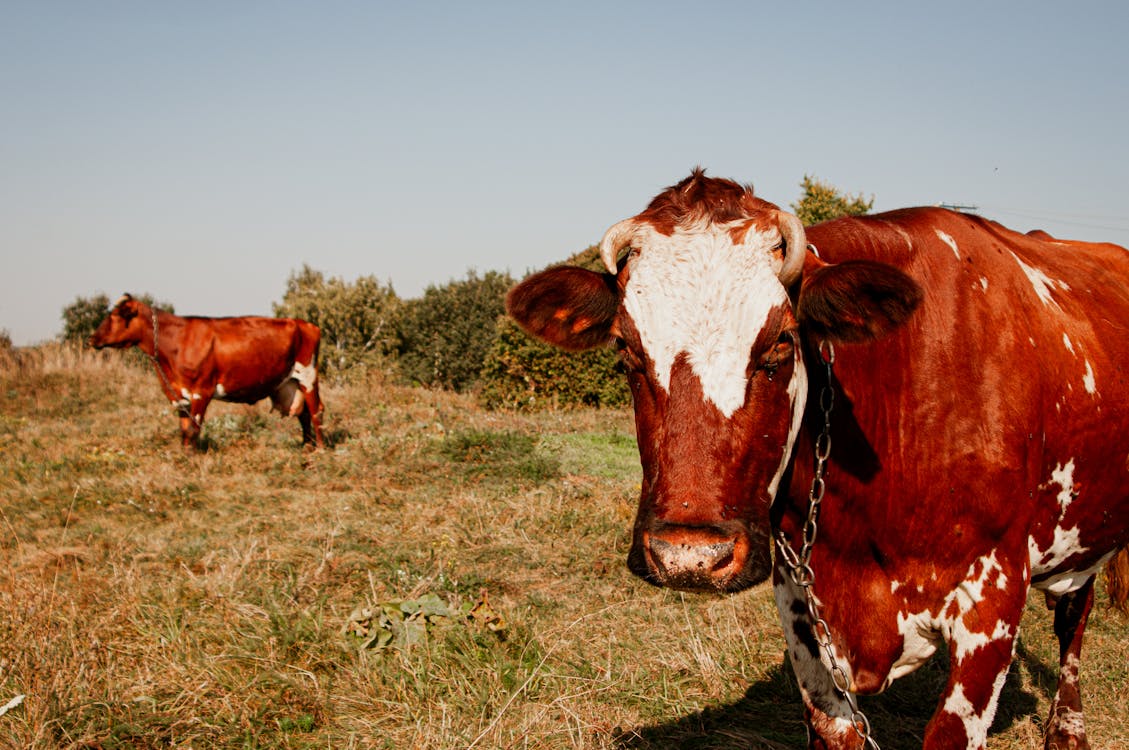 Gratis stockfoto met boerderij, dierenfotografie, gras