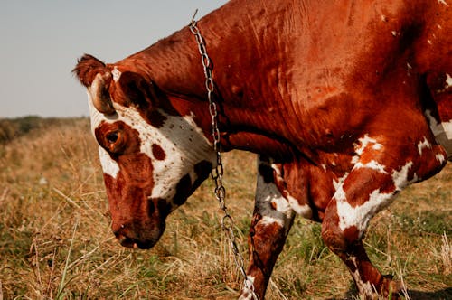 動物攝影, 吃草, 家畜 的 免费素材图片