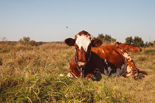 A Cow Lying on a Pasture 
