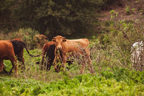Cows on a Pasture 