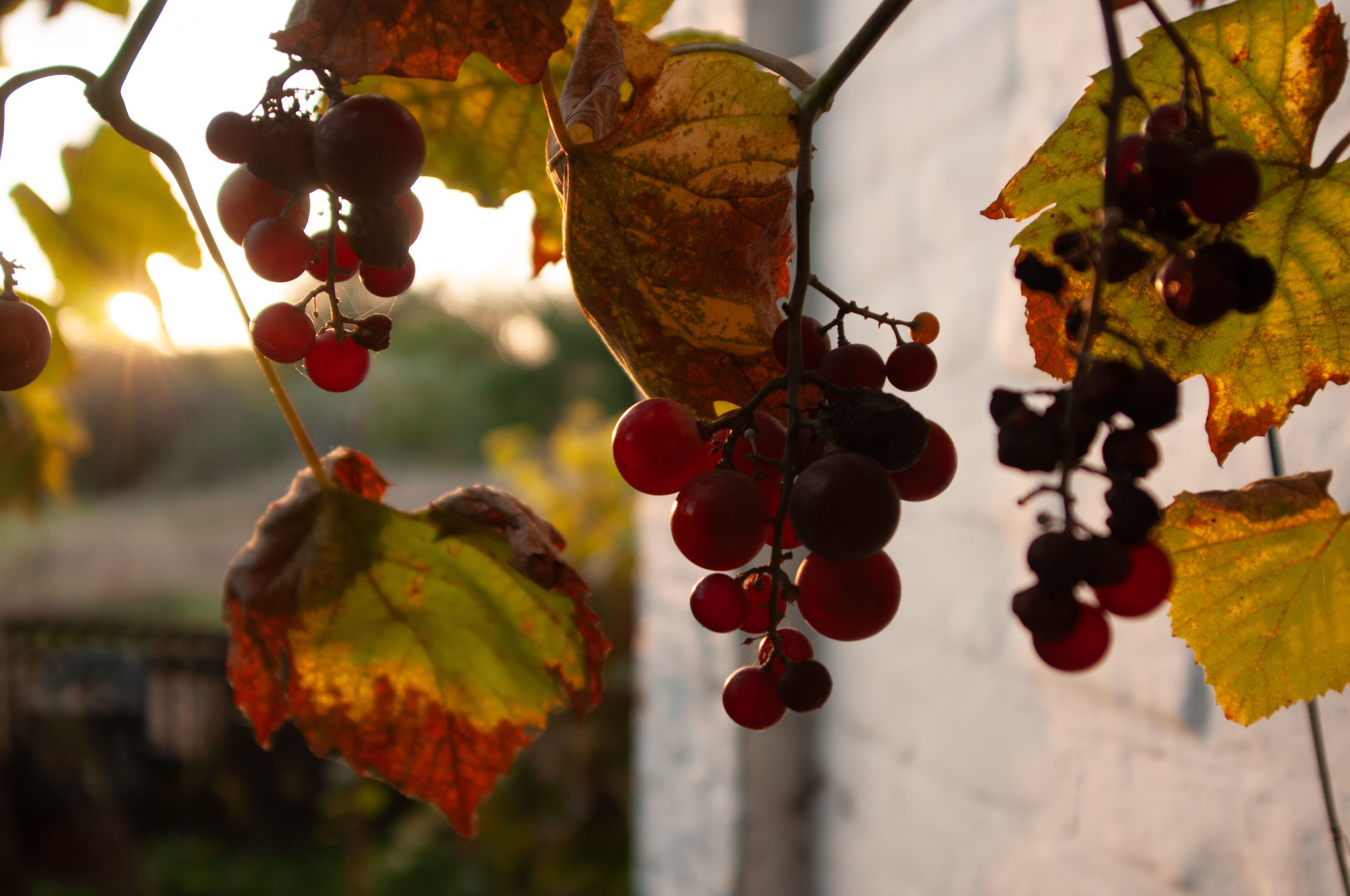 Close-up of ripe grapes hanging on vines with autumn leaves, illuminated by sunset light.