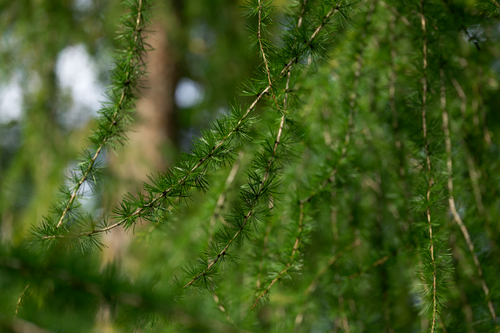 Free Detailed view of lush green pine branches with sharp needles in natural light. Stock Photo