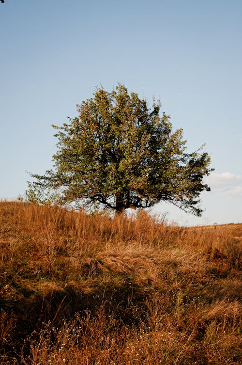Foto d'estoc gratuïta de arbre, camp, cel blau
