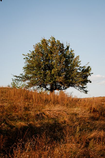 A lone tree stands amidst a tranquil rural landscape under a clear blue sky.
