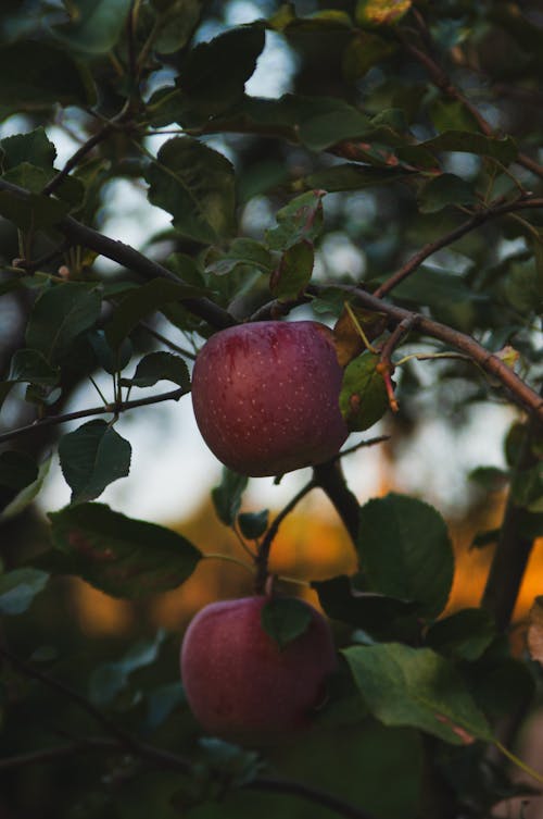 Close-up of Apples Hanging on a Tree